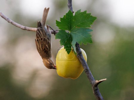 Gorrión de casa (Passer domesticus). Pájaro picoteando una manzana.