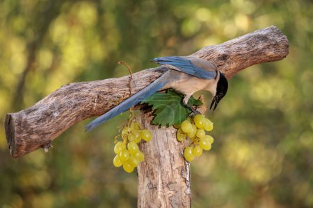 Iberian magpie (Cyanopica cooki). Bird pecking grapes.