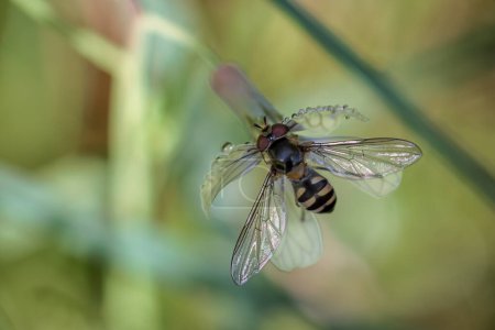 Foto de Difícil. Especies de mosca fotografiadas en su entorno natural. - Imagen libre de derechos