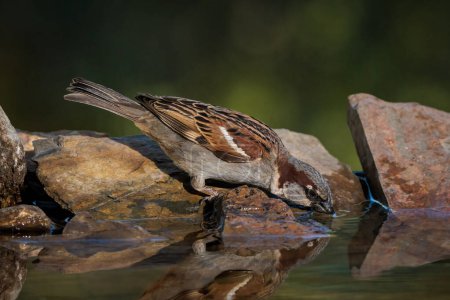 House sparrow.  (Passer domesticus). 