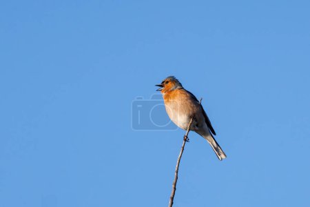 Common chaffinch  (Fringilla coelebs). Bird in its natural environment. 