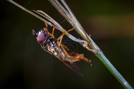 Diptère. Espèces de mouches photographiées dans leur environnement naturel.