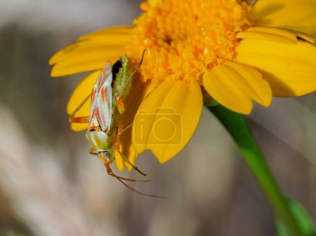 Téléchargez les photos : Bug dans son environnement naturel
. - en image libre de droit