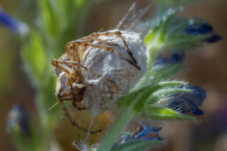 Araña saltadora fotografiada en su entorno natural
.