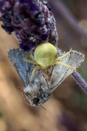 Araña capturando una polilla.