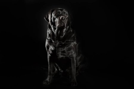 Foto de Portrait of adult black labrador on a black background - Imagen libre de derechos