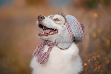 Téléchargez les photos : Dog autumn siberian husky in a warm hat in fall colors - en image libre de droit