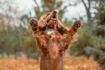 Foto de The red spaniel dog jumped up and raised both paws up against the background of autumn leaves - Imagen libre de derechos
