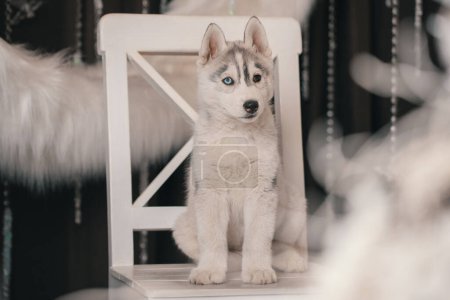 Photo for Siberian husky puppy sitting on a white chair against a background of a ring of white faux fur - Royalty Free Image