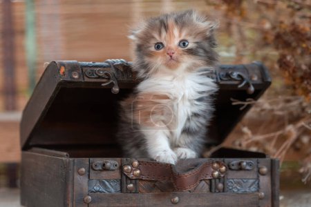 Foto de Escocés pliegue tricolor tabby gatito dentro decorativo dower pecho sobre un rústico fondo - Imagen libre de derechos