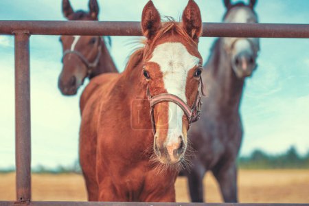 Photo for Stud farm three curious horses in a paddock behind a fence - Royalty Free Image