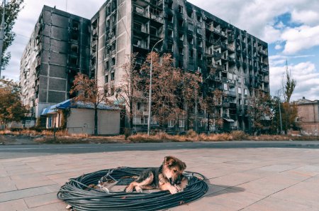 mongrel puppy basks in the sun against the background of a burnt-out multi-storey building in Mariupol