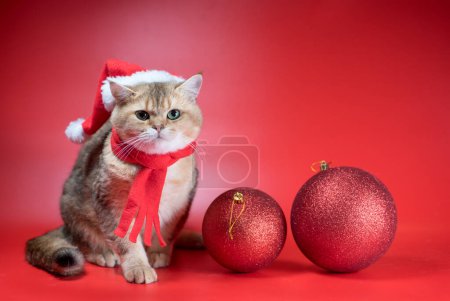 Foto de Golden British taquigrafía gato mira hacia arriba junto a dos grandes bolas de Navidad sobre un fondo rojo - Imagen libre de derechos