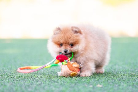 romp pomeranian puppy nibbles a plush toy duck on an artificial lawn