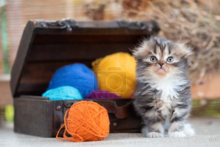 Téléchargez les photos : Funny scottish fold tricolor kitten near decorative dower chest with multicolored balls of wool on a rustic background - en image libre de droit