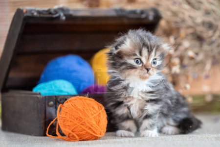 Téléchargez les photos : Cute scottish fold tricolor kitten near decorative dower chest with multicolored balls of wool on a rustic background - en image libre de droit