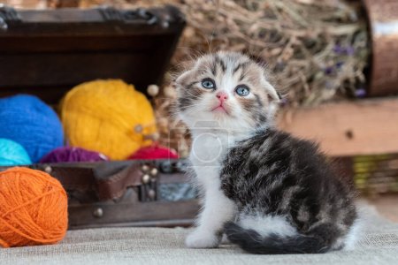 Téléchargez les photos : Scottish fold purebred tabby kitten near decorative dower chest with multicolored balls of wool on a rustic background - en image libre de droit