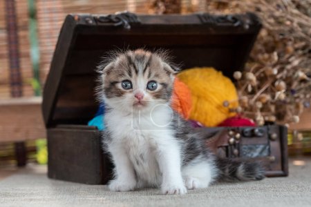 Téléchargez les photos : Scottish fold purebred tabby kitten near decorative dower chest with multicolored balls of wool on a rustic background - en image libre de droit