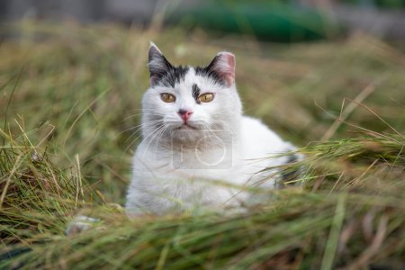 Téléchargez les photos : Adulte grand chat noir et blanc dans l'herbe fauchée - en image libre de droit