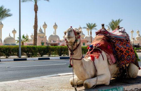 Téléchargez les photos : A riding camel in a bright blanket on the sunny street of Sharm El Sheikh Egypt - en image libre de droit