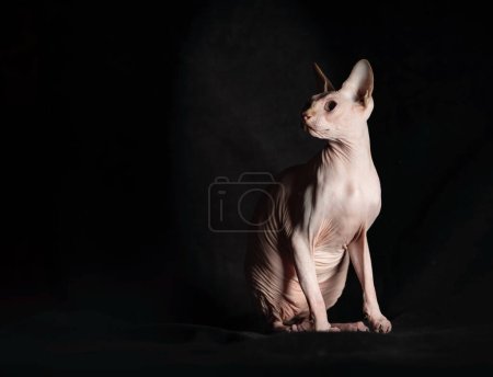 Foto de Retrato de esfinge rosa sin pelo pura raza gato acostado sobre terciopelo negro sobre un fondo oscuro - Imagen libre de derechos