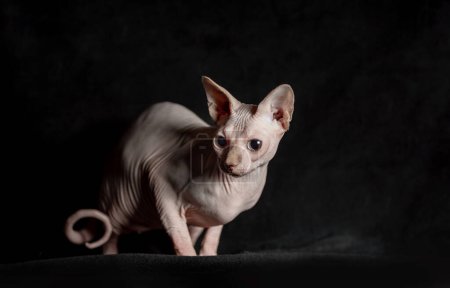 Téléchargez les photos : Portrait de chat sphinx rose sans poils de race pure couché sur velours noir sur un fond sombre - en image libre de droit