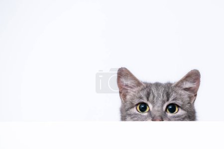 silver tabby cat peeks out from behind a white wall on light background
