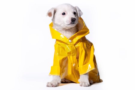 Foto de Pequeño cachorro de mestizo de color claro en un impermeable amarillo brillante con una capucha se sienta sobre un fondo blanco - Imagen libre de derechos