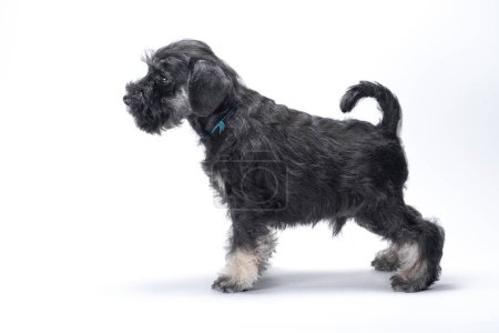 Photo for Side view of a miniature schnauzer male puppy of pepper and salt color in an exhibition stand on a white background - Royalty Free Image