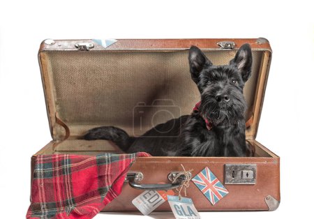 Photo for Black color Scotch terrier puppy sitting in a vintage suitcase with tags of Scottish airports and the British flag - Royalty Free Image
