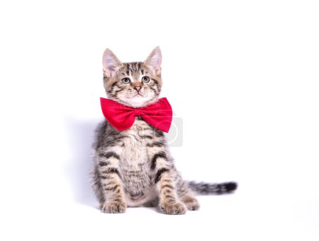 Téléchargez les photos : Bâtard chaton tabby avec un grand arc rouge sur son cou assis sur un fond blanc - en image libre de droit