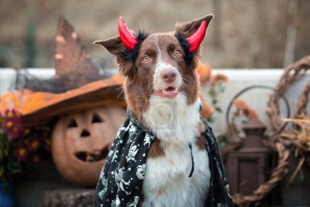 Photo for Red-and-white purebred border collie dog in a carnival costume sits against the background of Halloween pumpkins and autumn decor - Royalty Free Image