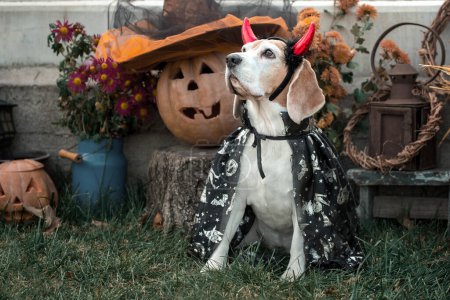 Foto de Beagle purebred border collie dog en un disfraz de carnaval se sienta sobre el fondo de las calabazas de Halloween y la decoración de otoño - Imagen libre de derechos