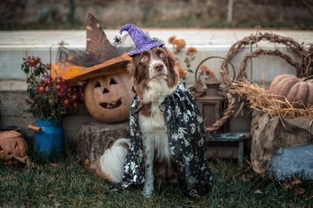 Foto de Rojo y blanco de raza pura frontera collie perro en un disfraz de carnaval se sienta sobre el fondo de calabazas de Halloween y la decoración de otoño - Imagen libre de derechos