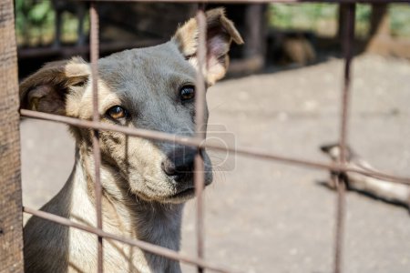 Photo for Mongrel dog with sad eyes sitting in a cage - Royalty Free Image