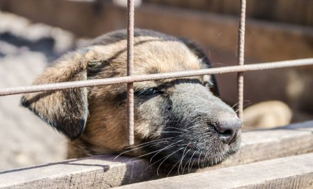 Téléchargez les photos : Chiot chien bâtard aux yeux tristes regarde hors de la cage - en image libre de droit