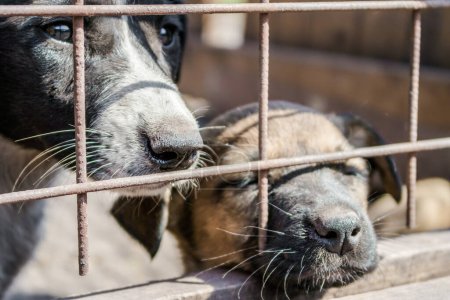 Foto de Perro mestizo con ojos tristes y un cachorro mongrels asomándose fuera de la jaula - Imagen libre de derechos