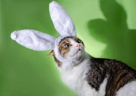 Foto de Gato tabby en conejo orejas fue asustado por la sombra - Imagen libre de derechos