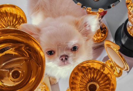 Photo for Disgruntled cream chihuahua puppy among golden cups and awards - Royalty Free Image