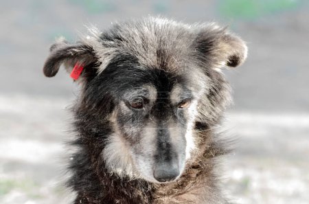 Foto de Retrato de un perro negro perro muy triste - Imagen libre de derechos