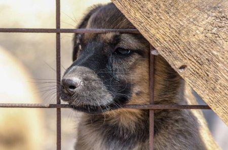 Photo for Purebred puppy muzzle behind bars in a shelter - Royalty Free Image