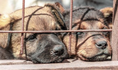 Photo for Two mongrel puppies muzzle behind bars in shelter - Royalty Free Image