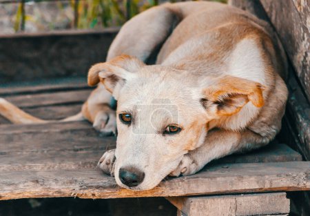 Photo for Sad mongrel light beige puppy lies on wooden boards - Royalty Free Image