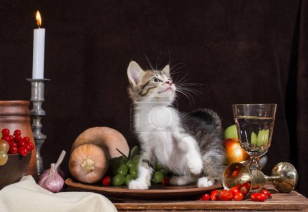 Téléchargez les photos : Nature morte chaton tabby assis et jouant dans une plaque d'argile sur un fond sombre - en image libre de droit