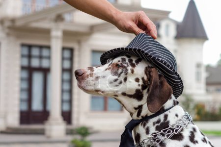 Photo for Spotted Dalmatian dog in a striped hat and tie against the background of the building - Royalty Free Image