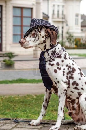Photo for Spotted Dalmatian dog in a striped hat and tie against the background of the building - Royalty Free Image