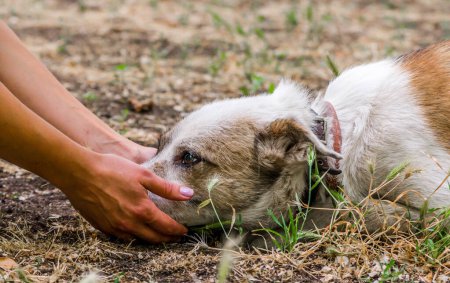 Foto de Cuidado de mascotas cabeza de perro outbred en manos femeninas en el suelo - Imagen libre de derechos