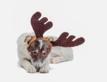 mongrel sad dog with New Year and Christmas deer antlers on a white background