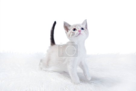 Téléchargez les photos : Petit chaton isolé à pointe de couleur sur un tapis de fourrure blanche lève les yeux - en image libre de droit