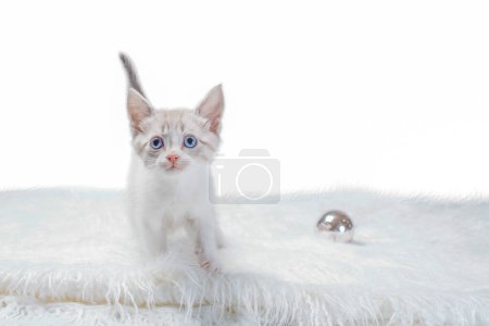 Téléchargez les photos : Petit chaton isolé à pointe de couleur sur un tapis en fourrure blanche avec boule en acier - en image libre de droit